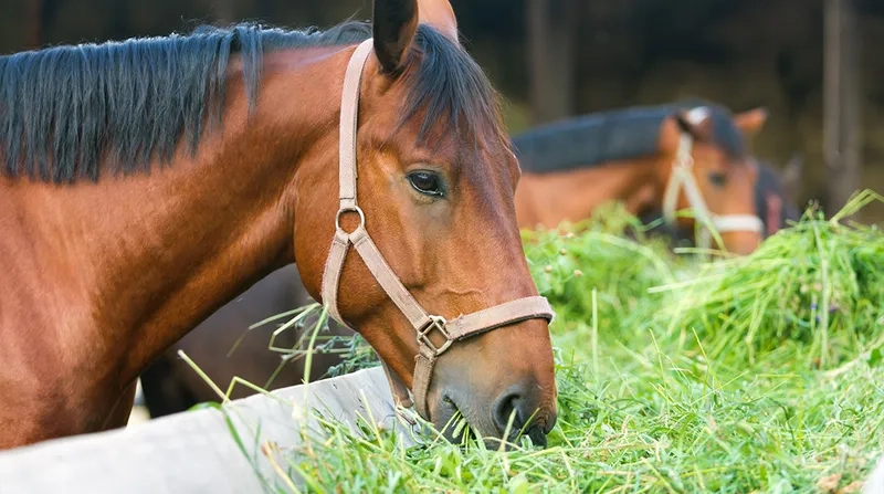 Vẻ lạ của chú ngựa bướm đẹp mắt