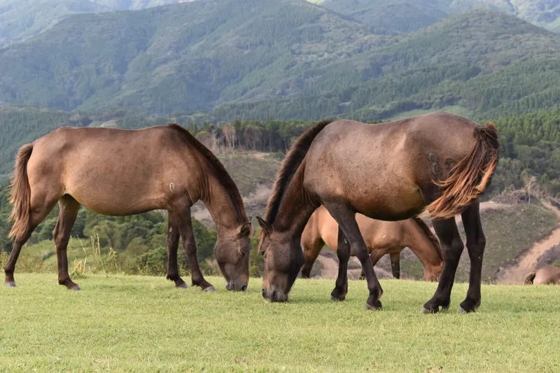 Thiết kế mẫu chuồng ngựa đẹp hiện