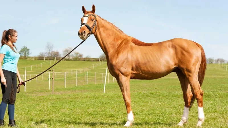 Các mẫu ngựa cảnh đẹp trang nhã