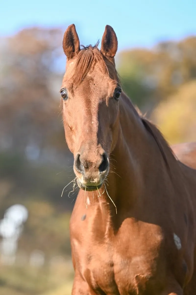 Giống ngựa Friesian đen tuyền bóng