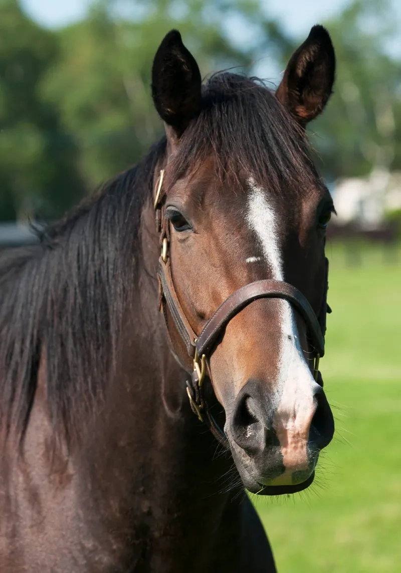 Cập nhật bảng giá ngựa cảnh mới