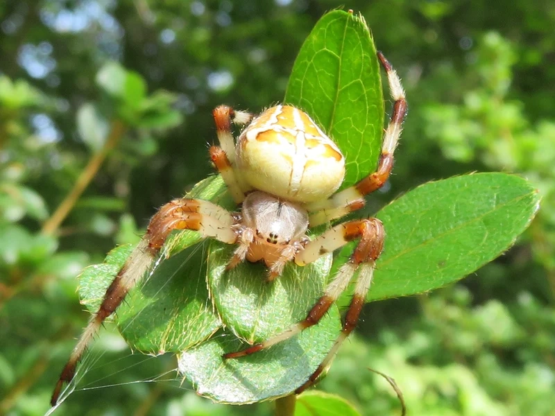 Khám phá con nhện đẹp việt nam rực rỡ giữa thiên nhiên