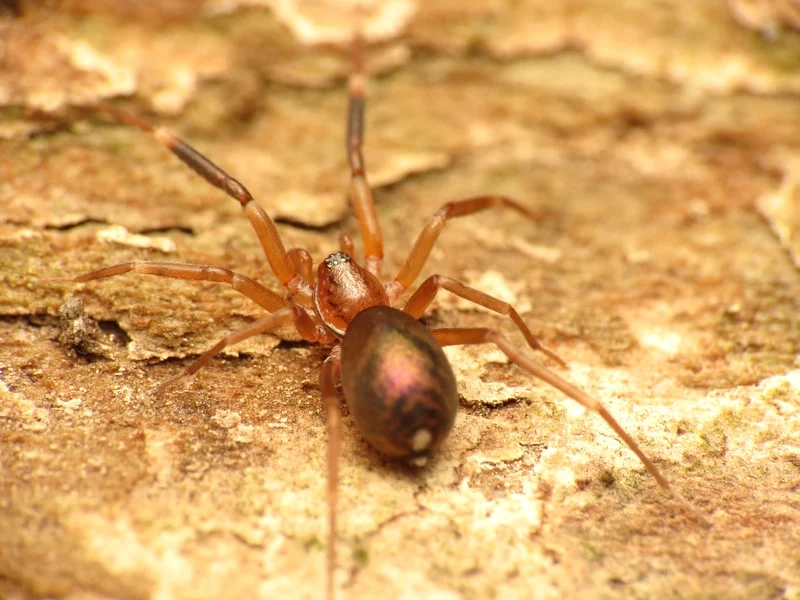 Sáng tạo nghệ thuật với con nhện đẹp nghệ thuật độc đáo