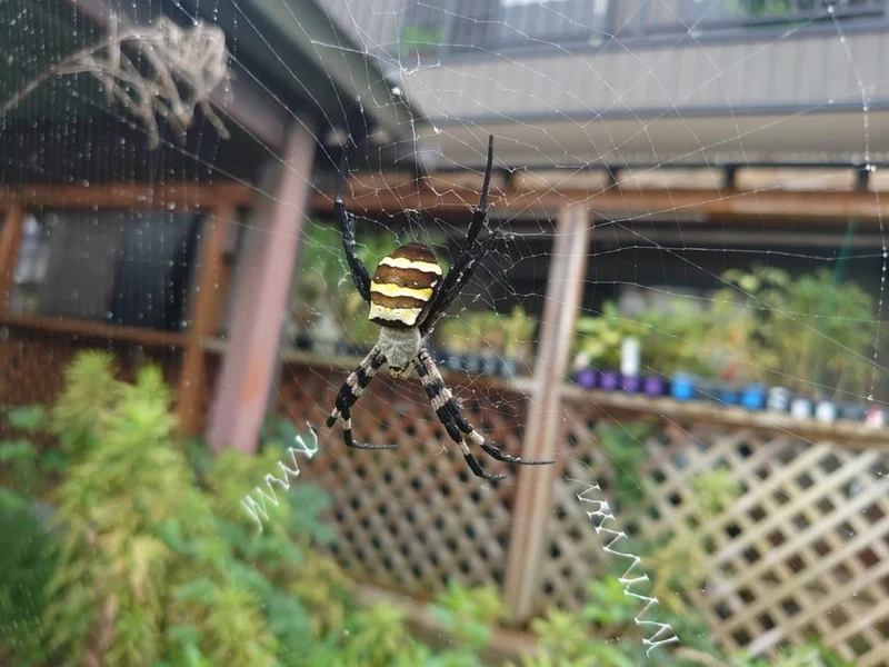 Đặc điểm của con nhện đẹp qua ảnh côn trùng ấn tượng