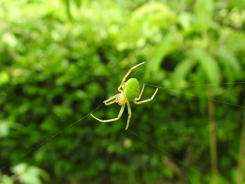 Thưởng thức con nhện đẹp sắc nét từng đường vân cánh