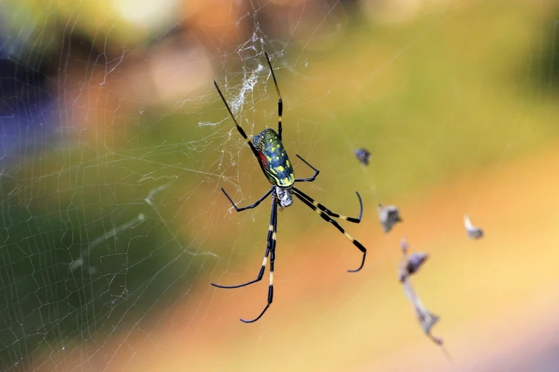 Lưu lại con nhện đẹp hình ảnh rõ rực rỡ từng chi tiết