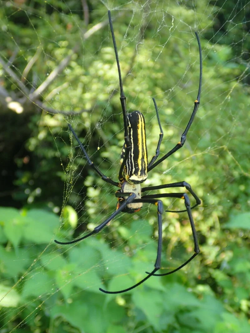 Khám phá con nhện đẹp sinh thái và vai trò trong tự nhiên