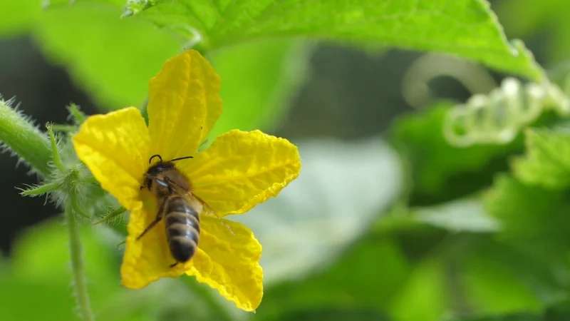 Khám phá con ong lấy mật chụp macro sắc nét