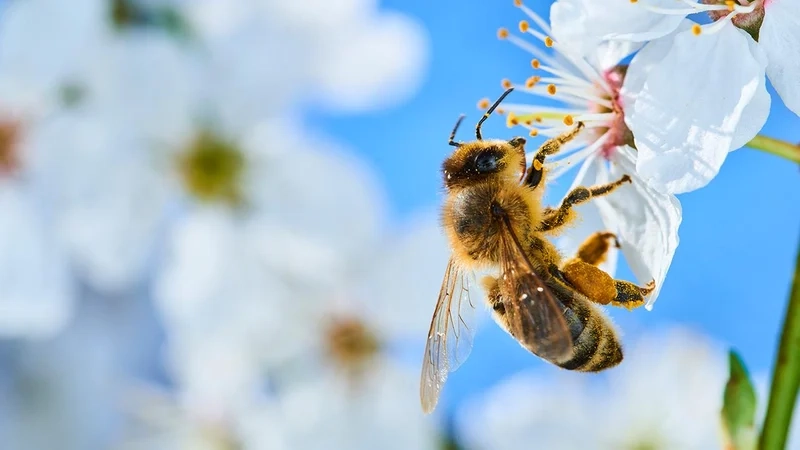 Ngắm con ong lấy mật việt nam bay lượn trên hoa