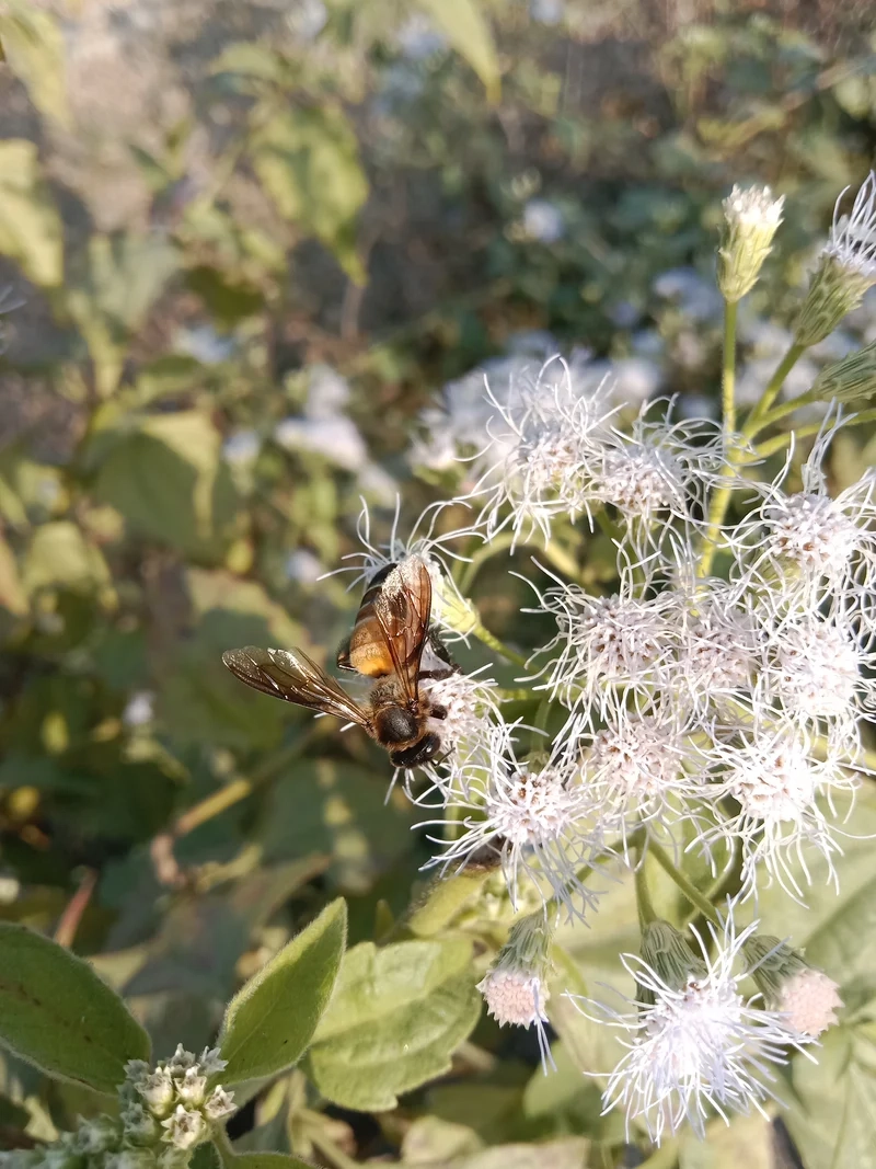 Chiều sáng rực rỡ với con ong lấy mật ban ngày