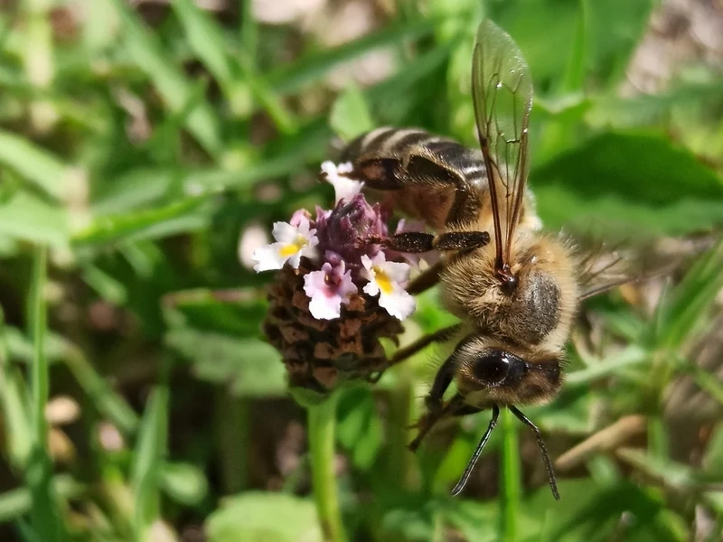 Khám phá từng chi tiết với con ong lấy mật độ nét cao