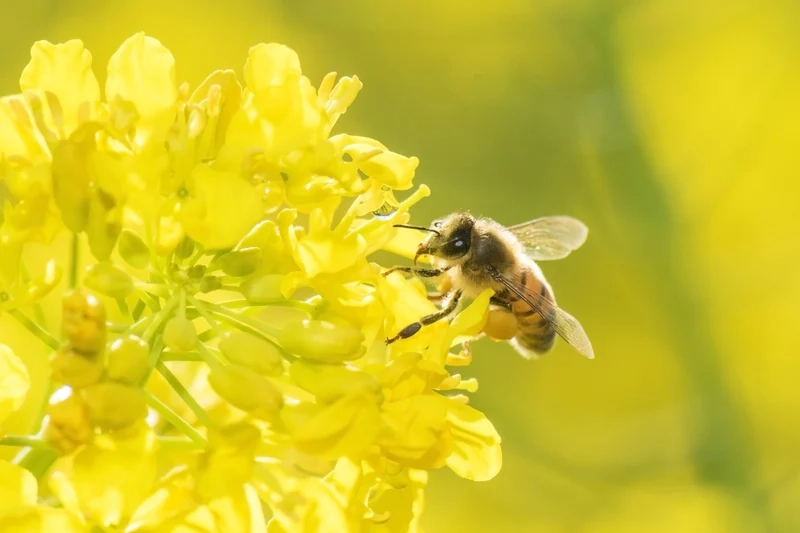 Khám phá con ong lấy mật môi trường sống phong phú