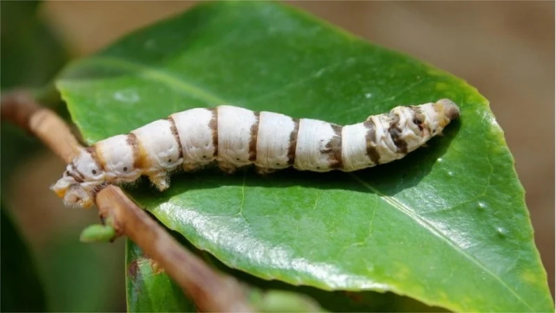 Lưu lại hình ảnh con tằm sắc nét trên lá dâu