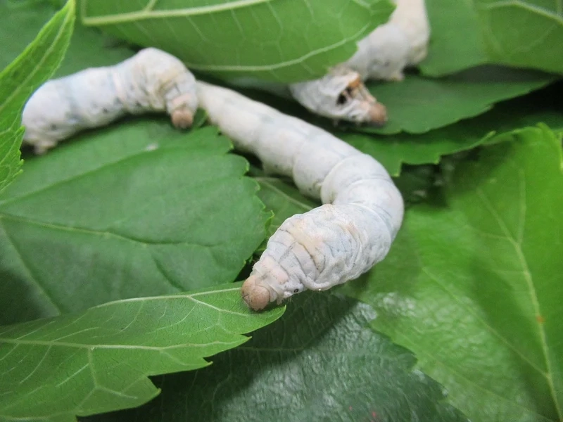 Ngắm con tằm cận cảnh từng chi tiết tinh xảo