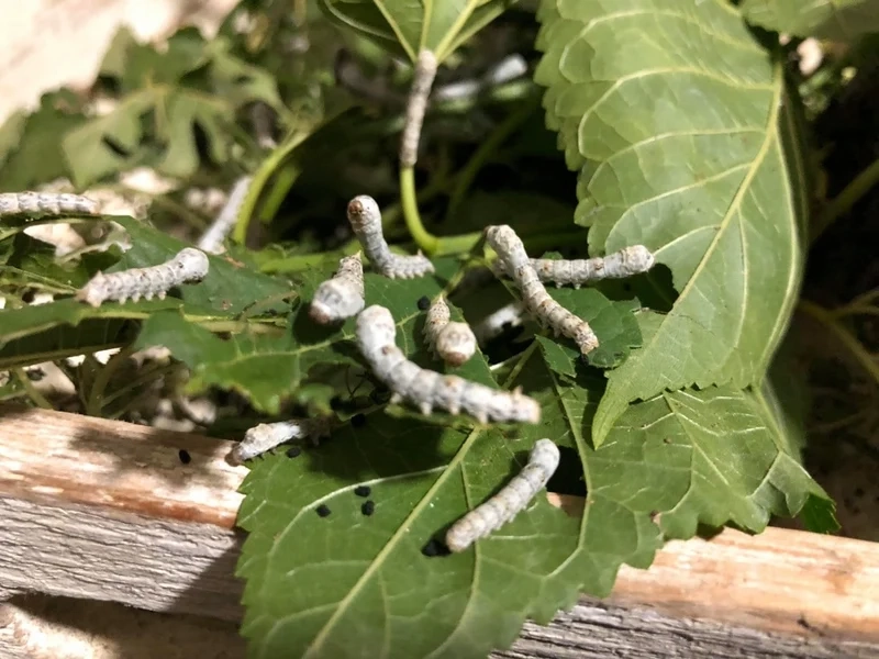 Thưởng thức con tằm chụp macro rực rỡ màu sắc