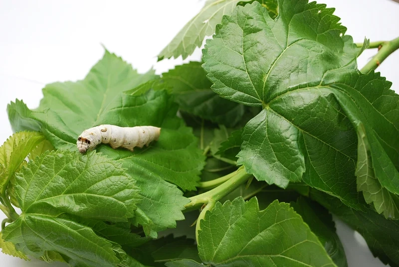 Khám phá con tằm việt nam tự nhiên và sinh động