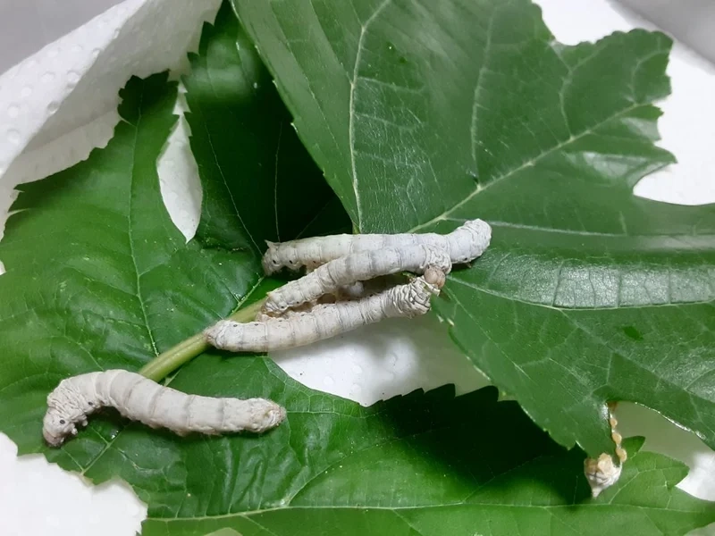 Ngắm con tằm ăn lá dâu đầy sức sống