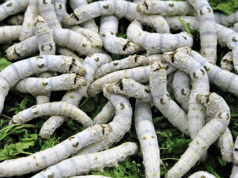 Sáng tạo nghệ thuật với con tằm nghệ thuật độc đáo