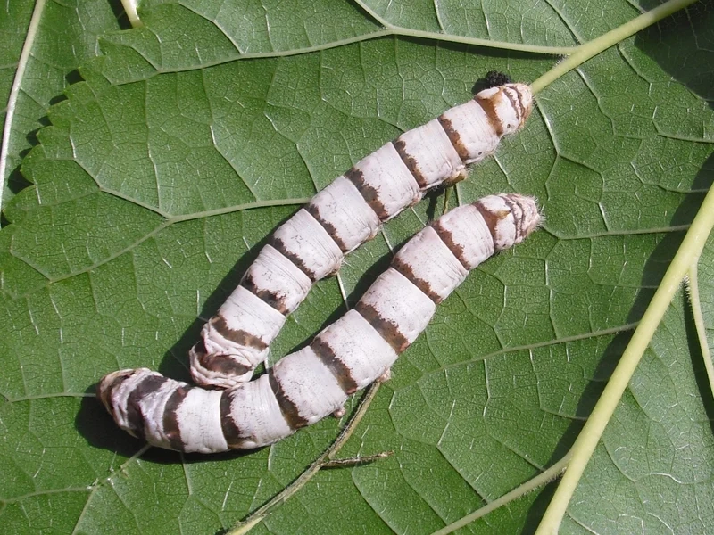 Tạo điểm nhấn màn hình với con tằm làm hình nền