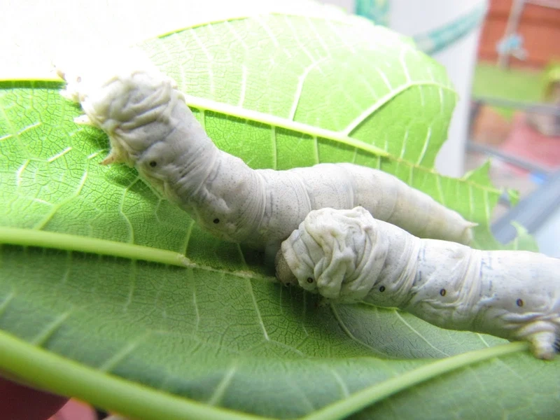 Lưu lại con tằm hình ảnh rõ sắc nét từng chi tiết