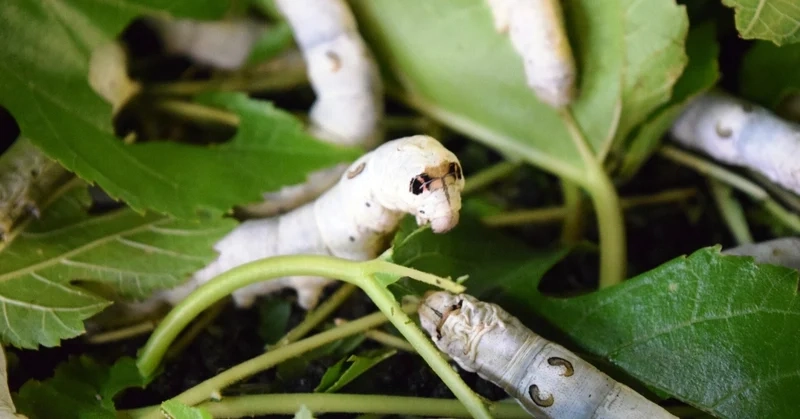 Khám phá con tằm sinh thái vai trò trong tự nhiên