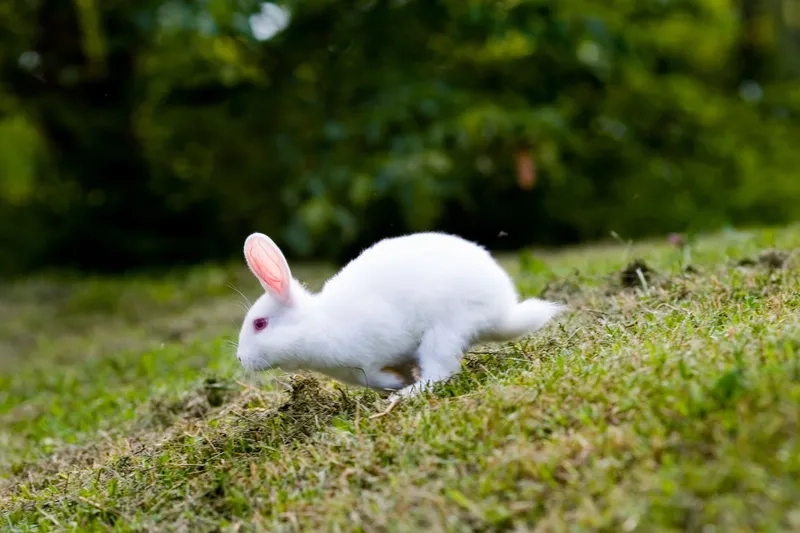 Hướng dẫn cách nuôi thỏ trắng tại nhà