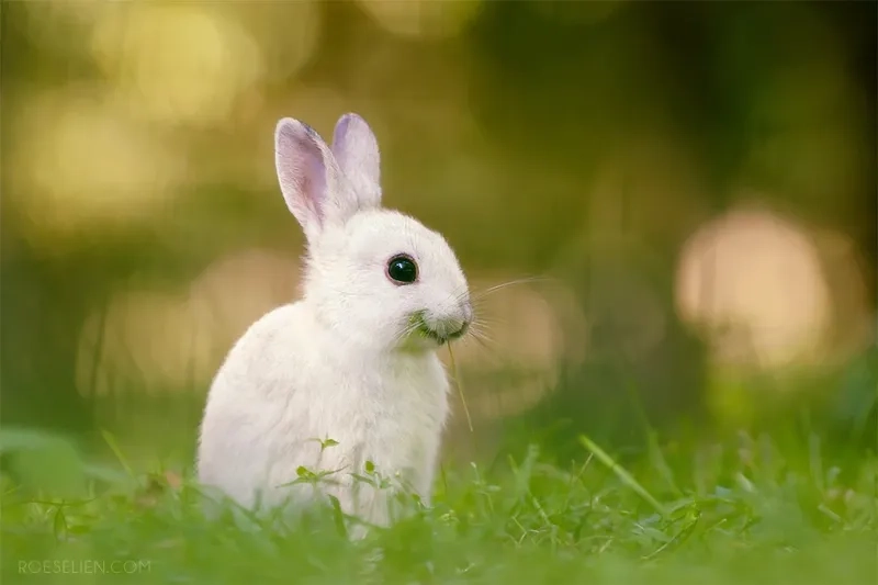 Khám phá tuổi thọ thỏ trắng trung bình