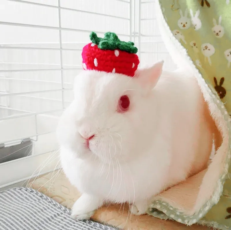 Mẹo nhỏ chăm sóc thỏ trắng baby mới