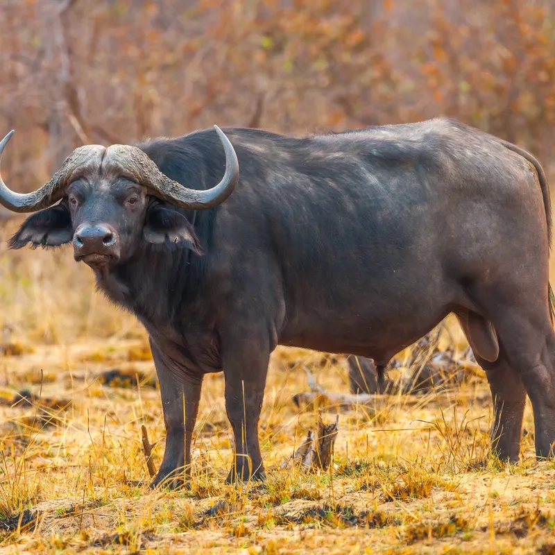 Bảng giá trâu giống mới nhất hôm nay