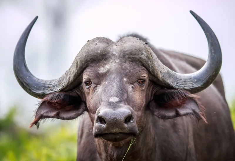 Phòng ngừa các loại bệnh ở trâu