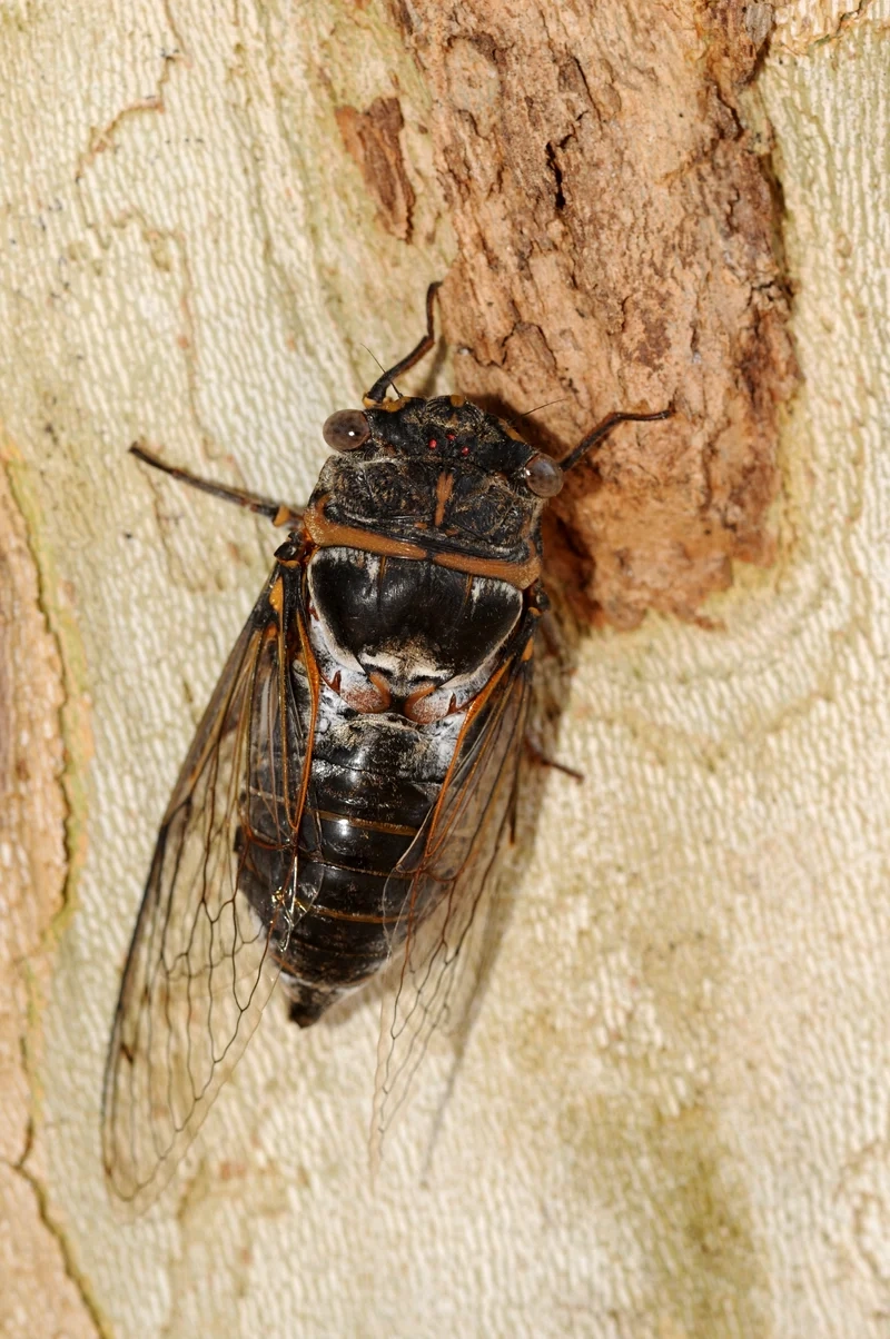 Tận hưởng mùa hè với con ve sầu mùa hè