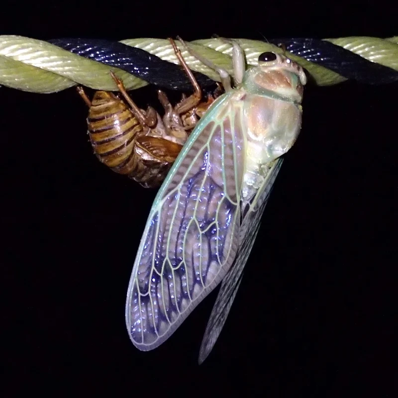 Khám phá vai trò trong tự nhiên của con ve sầu sinh thái