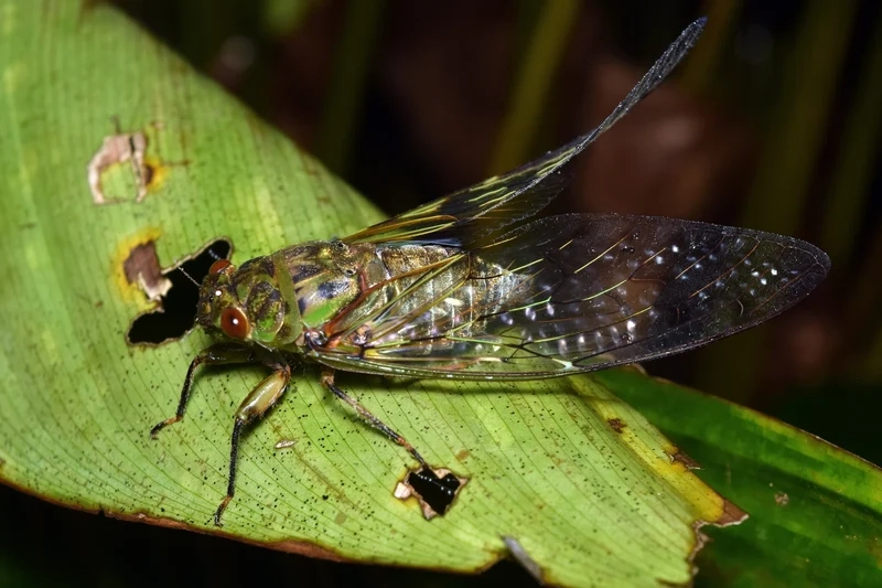 Tìm hiểu khoa học với con ve sầu sinh học