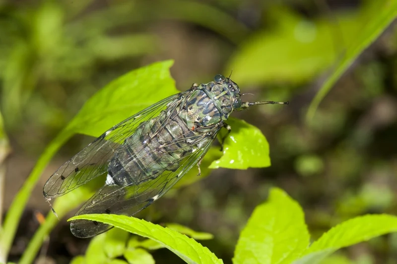 Cảm hứng thiên nhiên từ con ve sầu nền thiên nhiên