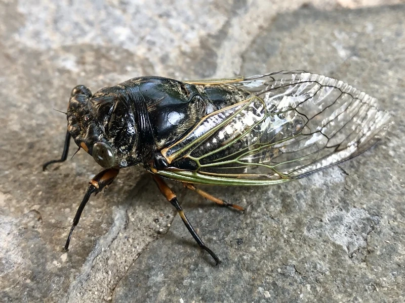 Nghệ thuật sống động nhờ con ve sầu nghệ thuật