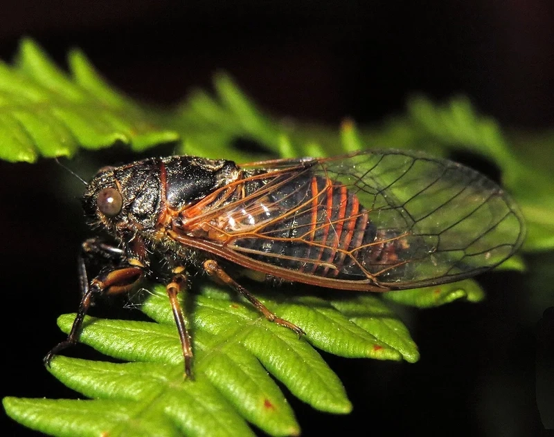 Khám phá môi trường sống của con ve sầu môi trường sống