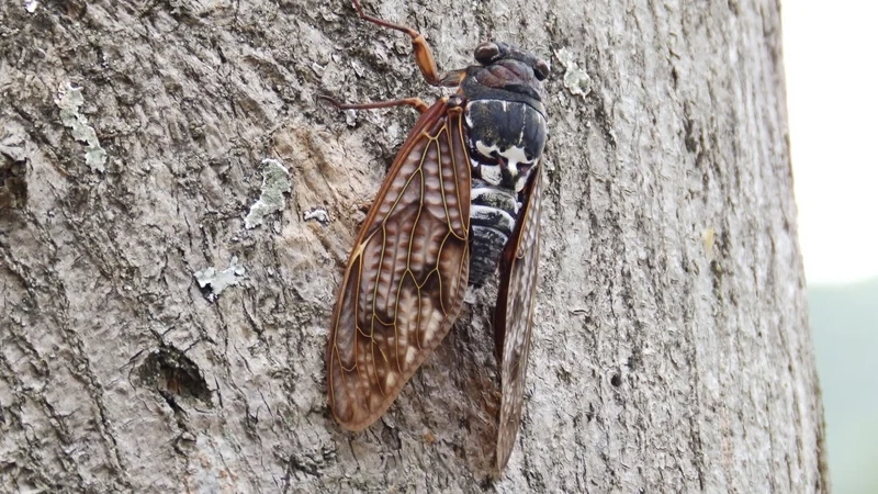 Khám phá thế giới hoang dã cùng con ve sầu thiên nhiên