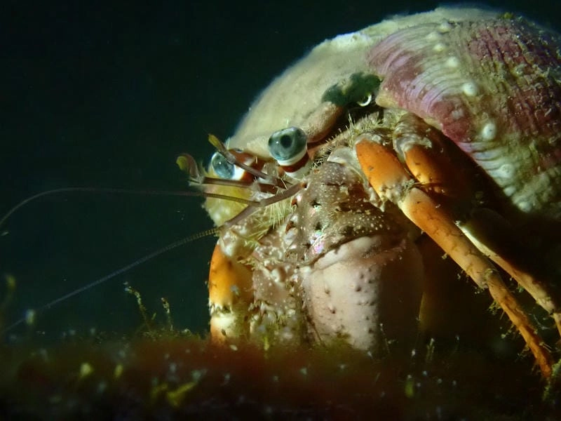 Tập tính cua ẩn sĩ hiền lành sống ẩn dật