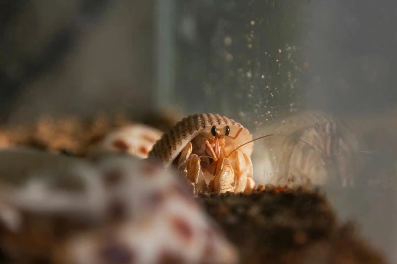 Cua ẩn sĩ lột xác gắn liền quá trình lớn lên