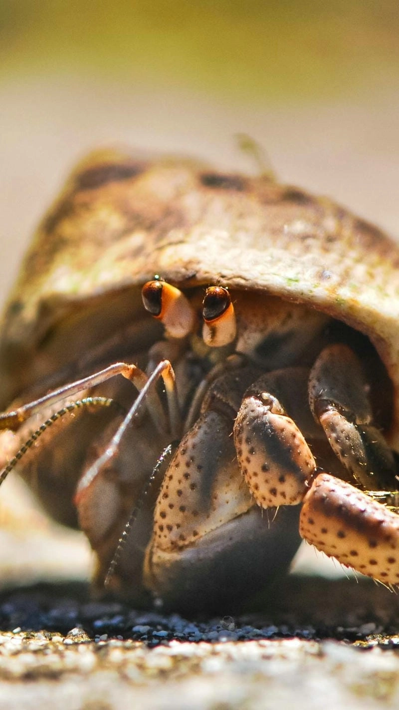 Cua ẩn sĩ wiki cung cấp kiến thức sinh học