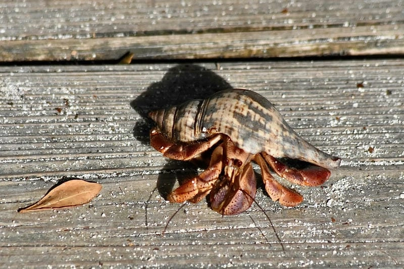 Cua ẩn sĩ ăn gì chủ yếu là mùn bã hữu cơ