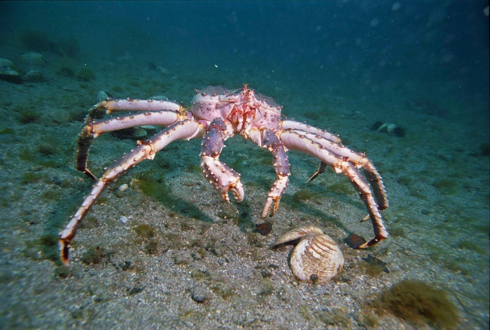 Cua hoàng đế bơi lội uyển chuyển trong môi trường nước lạnh giá