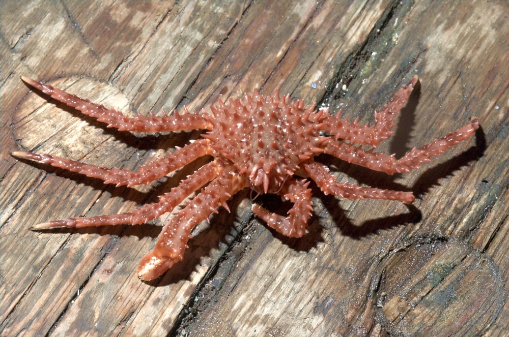 Ngư dân thực hiện quy trình bắt cua hoàng đế nguy hiểm giữa bão tuyết