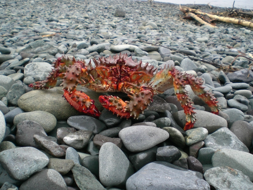 Cua hoàng đế dưới biển sâu đang tìm kiếm thức ăn trong kẽ đá