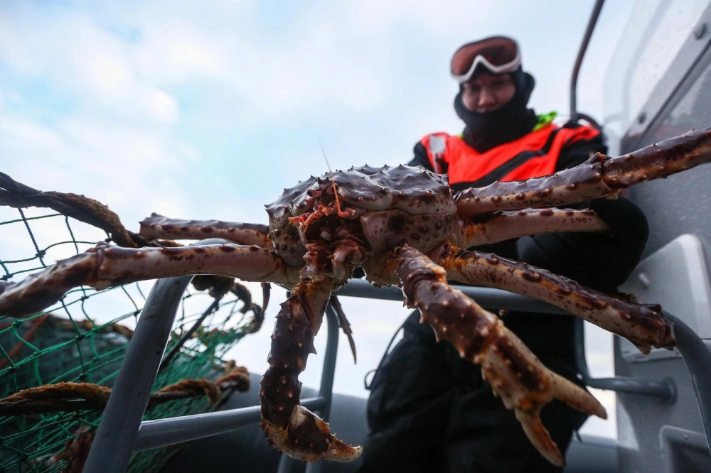 Cua hoàng đế King Crab bò chậm rãi trên thảm thực vật biển