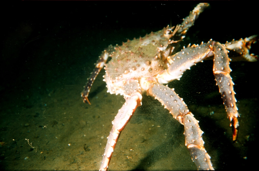 Cua hoàng đế xanh quý hiếm đang ẩn mình trong hốc đá sâu