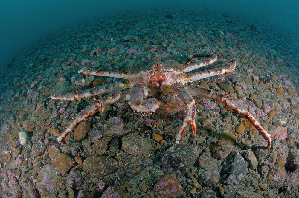 Hình ảnh cua hoàng đế đỏ rực rỡ nổi bật dưới ánh đèn lặn đêm