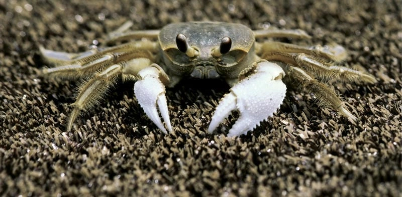 Tập tính cua ma hoạt động mạnh về đêm