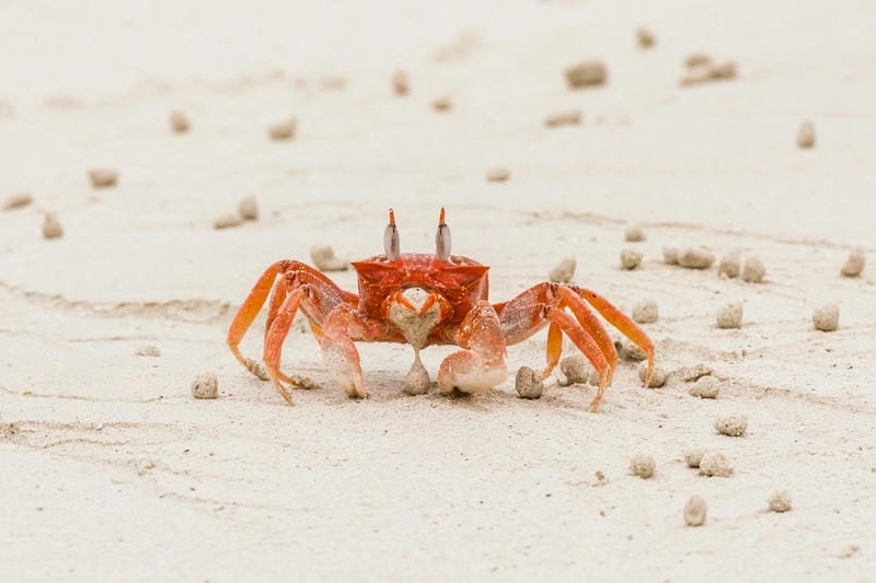 Cách bắt cua ma đòi hỏi sự nhanh nhẹn