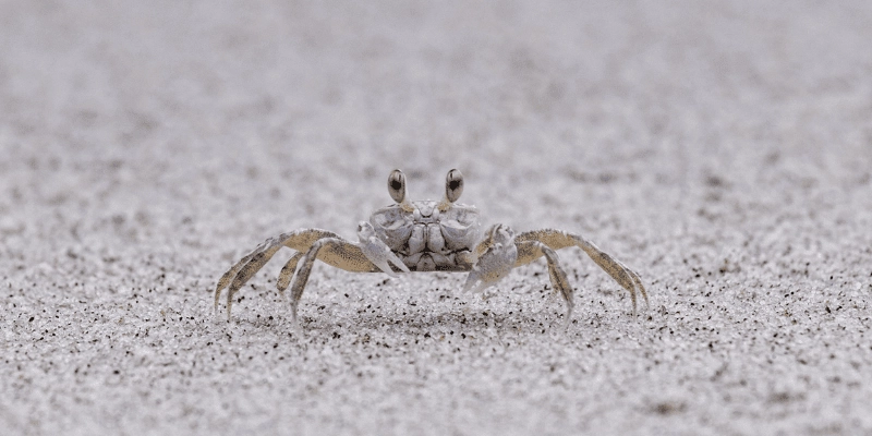 Nơi sống cua ma gắn liền bãi biển hoang sơ